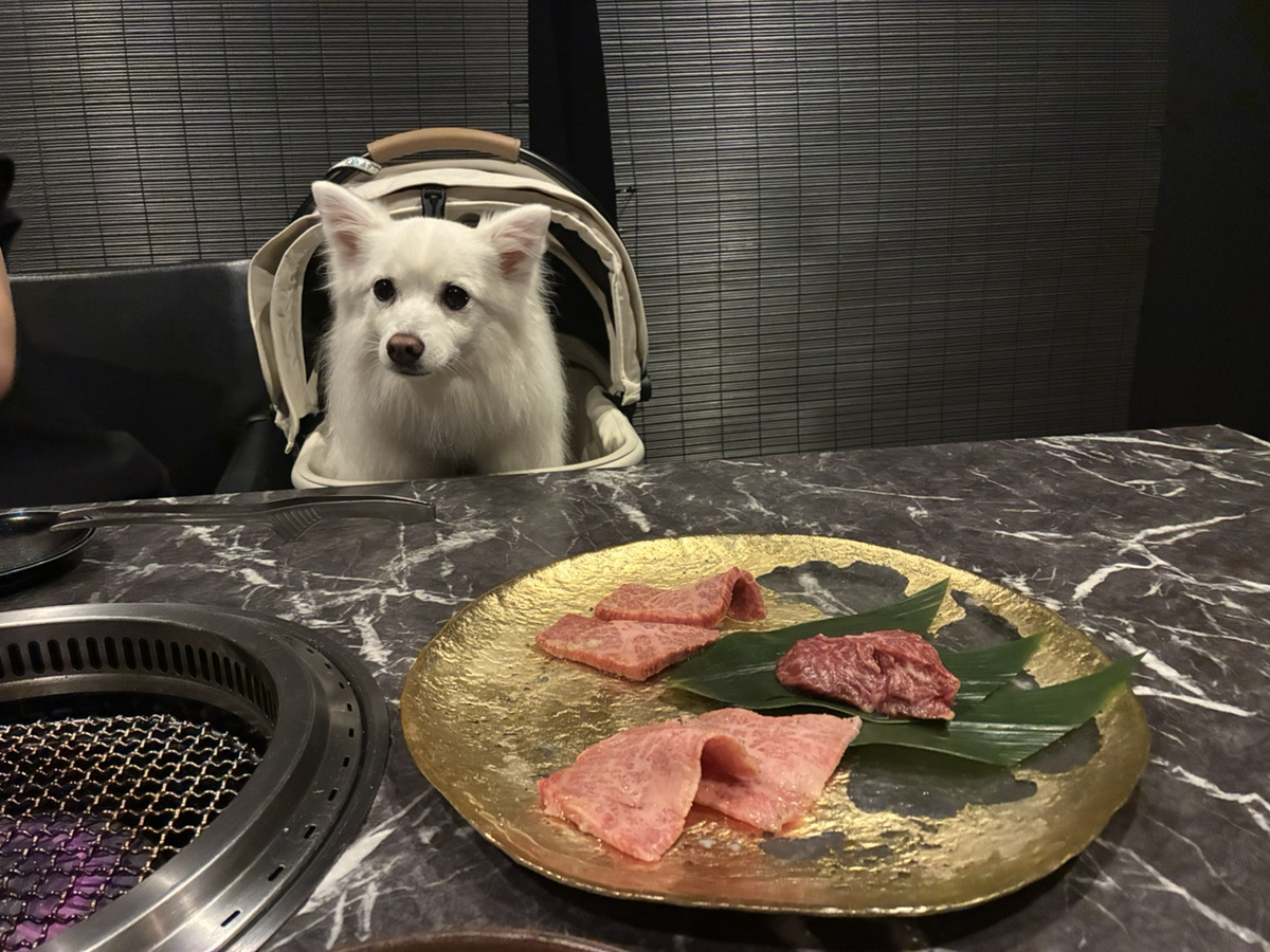 うし極の焼き肉と愛犬のメル