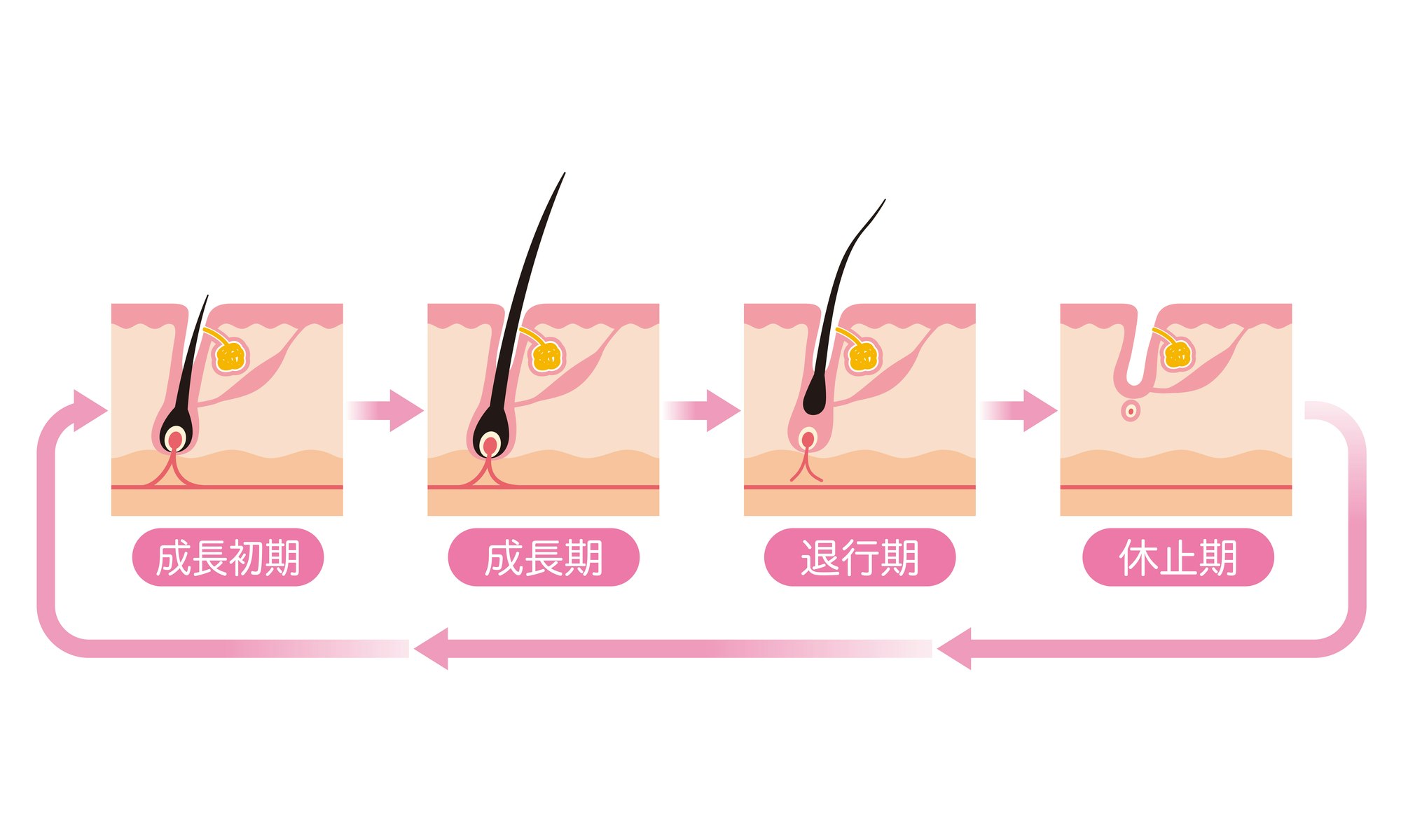 毛周期と脱毛の関係とは?毛周期を意識して効果的に脱毛する方法