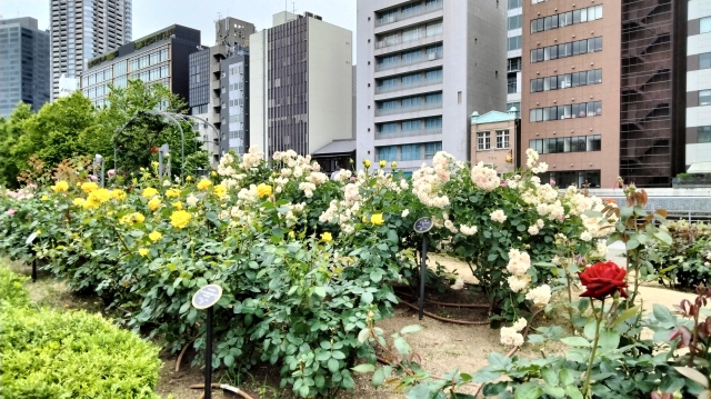 https://images.microcms-assets.io/assets/28c0f8531a844557acb15174c7ce9649/15e6abcdbe9e40c980eba4364b519aaa/nakanoshima-park.jpeg