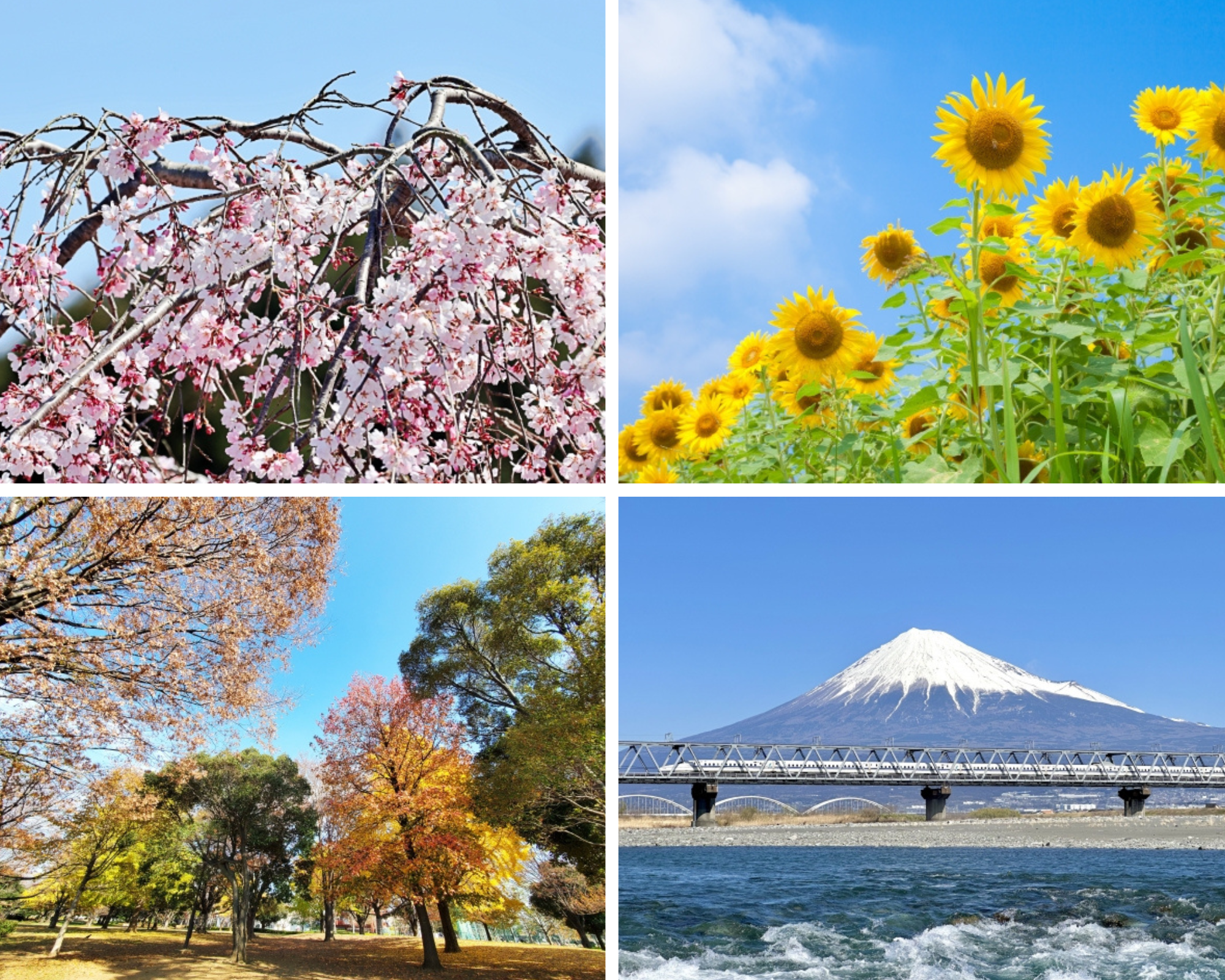 Japan four seasons | spring, summer, autumn and winter