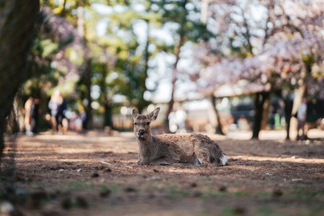 https://images.microcms-assets.io/assets/28c0f8531a844557acb15174c7ce9649/a2cf3bc13d7342ffa75f88ae17842826/nara-park1.jpeg