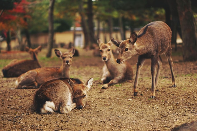 Nara Park | A Wonderful Spot to Enjoy Nature and History