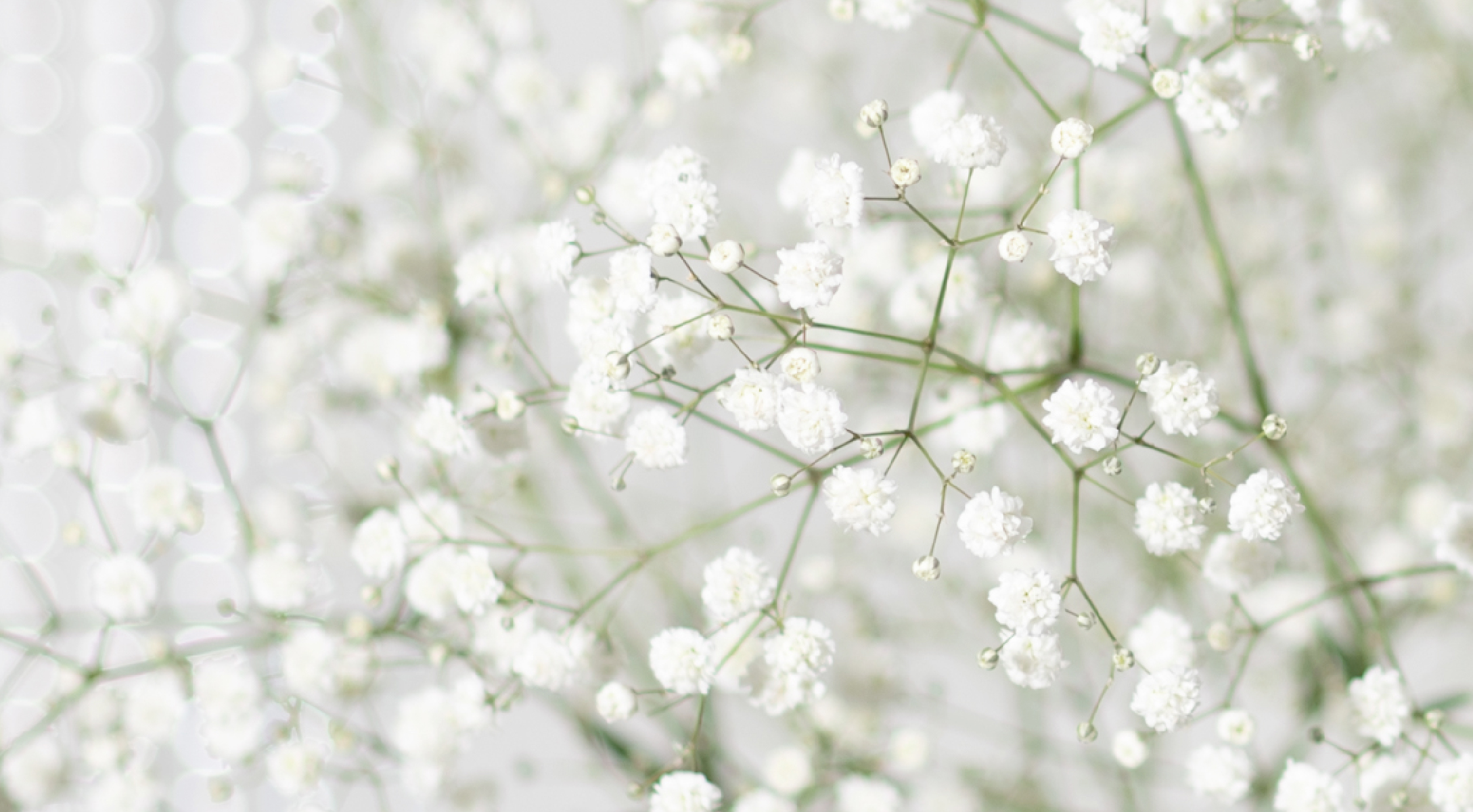 大切な かすみ草 素材 材料 Www Cecop Gob Mx