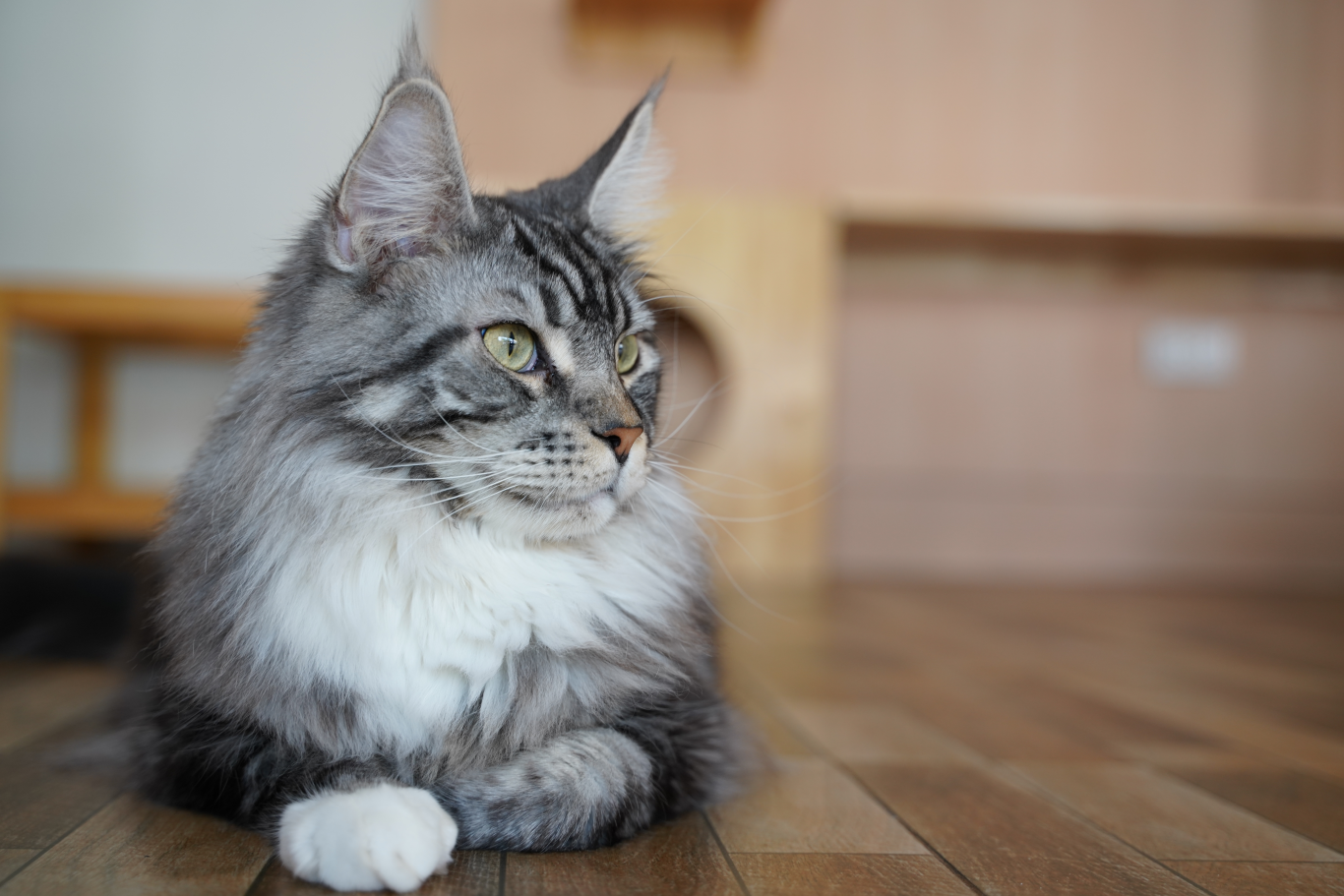 猫の腎臓病リスクに挑む！プラントベース発酵ドリンク『COZY MILK CAT』