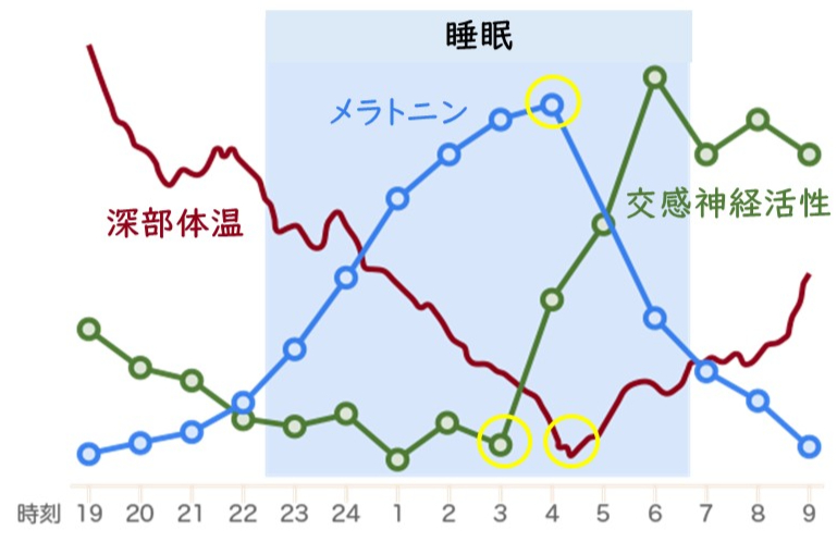 メラトニン血中濃度と交感神経活性の日内リズム