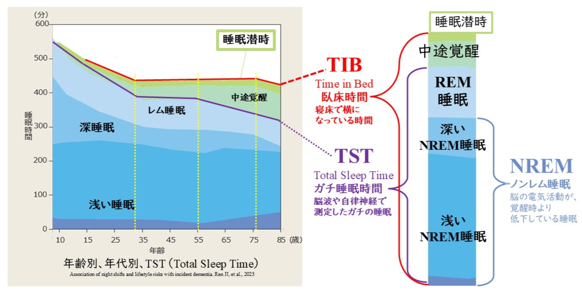 年齢と睡眠時間・睡眠の構造の関係