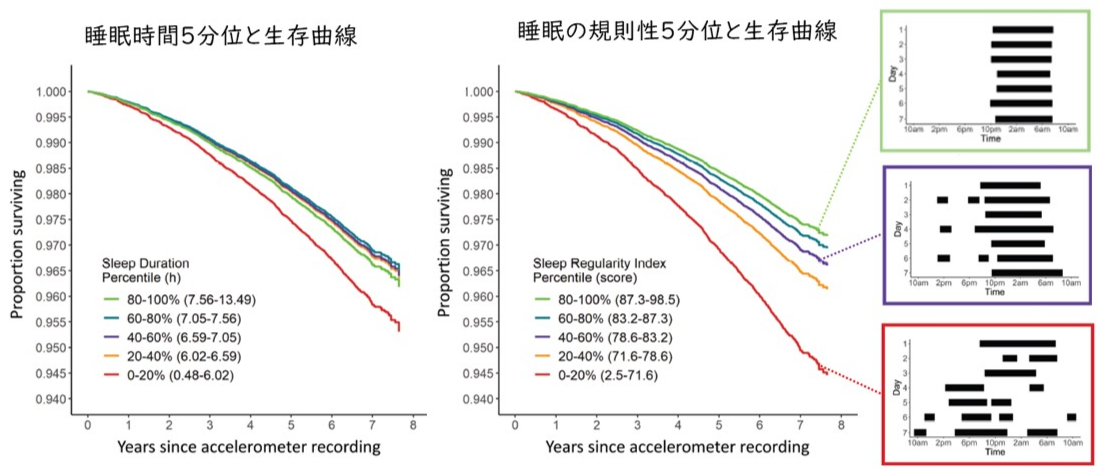 睡眠時間及び睡眠の規則性による生存曲線