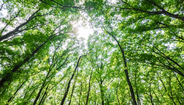 カーボンニュートラルの中で「森林」が果たす役割とは