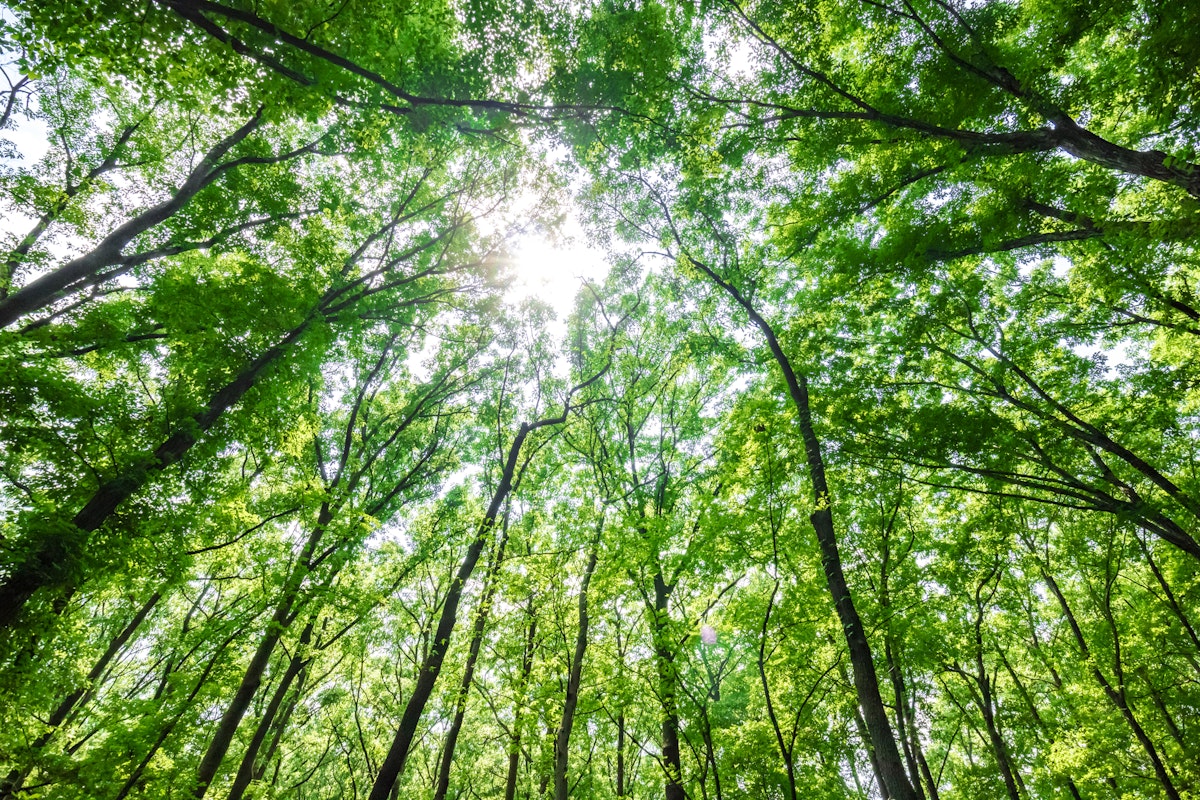 カーボンニュートラルの中で「森林」が果たす役割とは