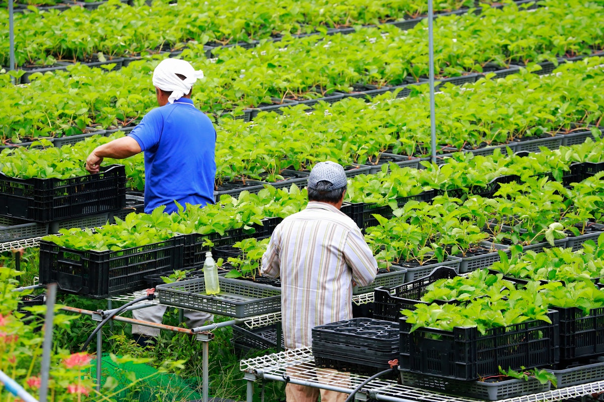農業とカーボンニュートラル|脱炭素社会に向けた取り組みの現状と課題を徹底解説