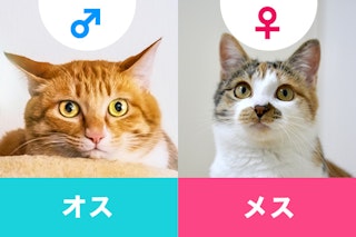 猫はオスとメスどっちが飼いやすい？