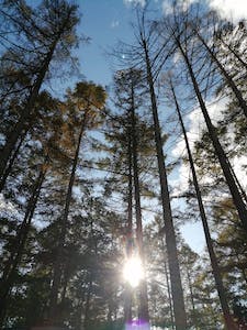 木立から見る空は格別