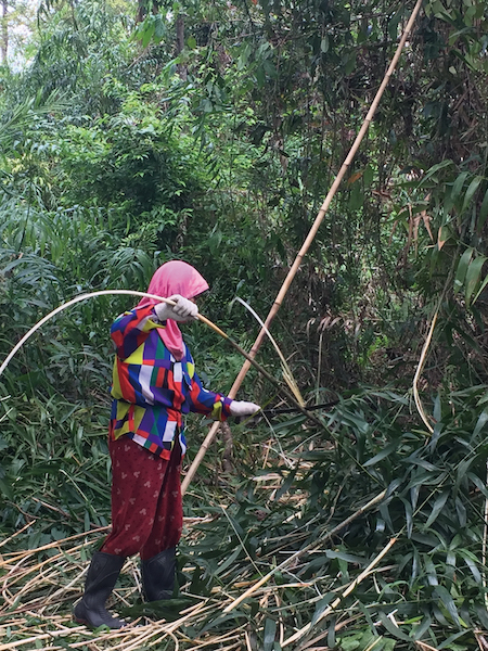 ▲TOUの原料ラタン材はインドネシアで栽培されている