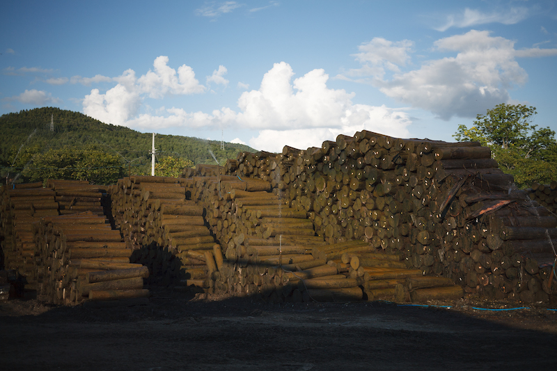 ▲工場の外で保管されている丸太材 ／Photo：Takumi Ota