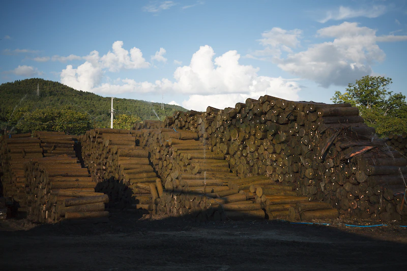 ▲工場の外で保管されている丸太材 /Photo:Takumi Ota