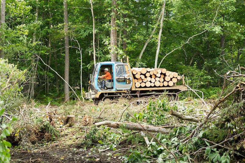 北海道の道産材の伐採現場 ／Photo：Takumi Ota