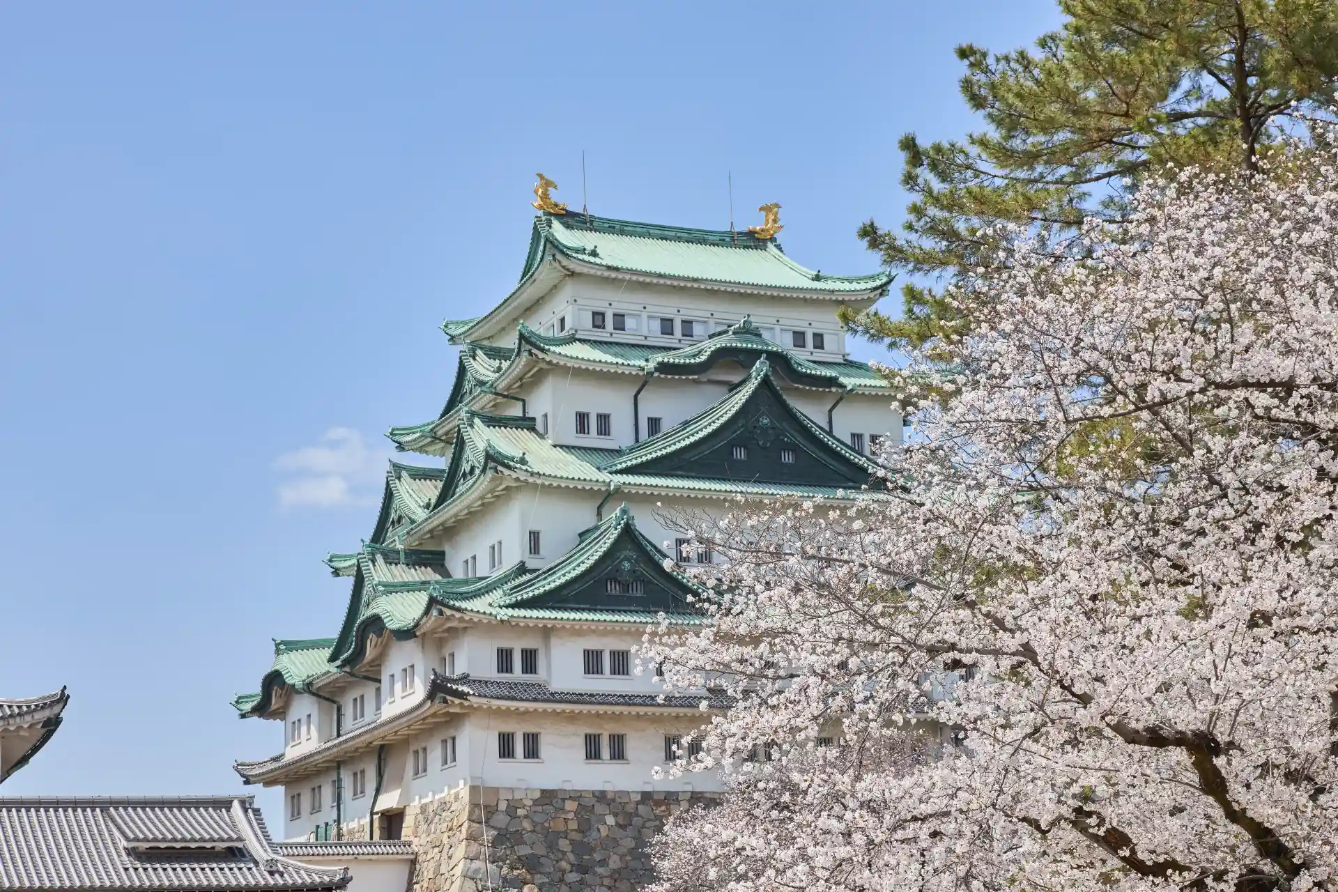Cherry blossom trees around Nagoya Castle with the golden shachihoko on the roof