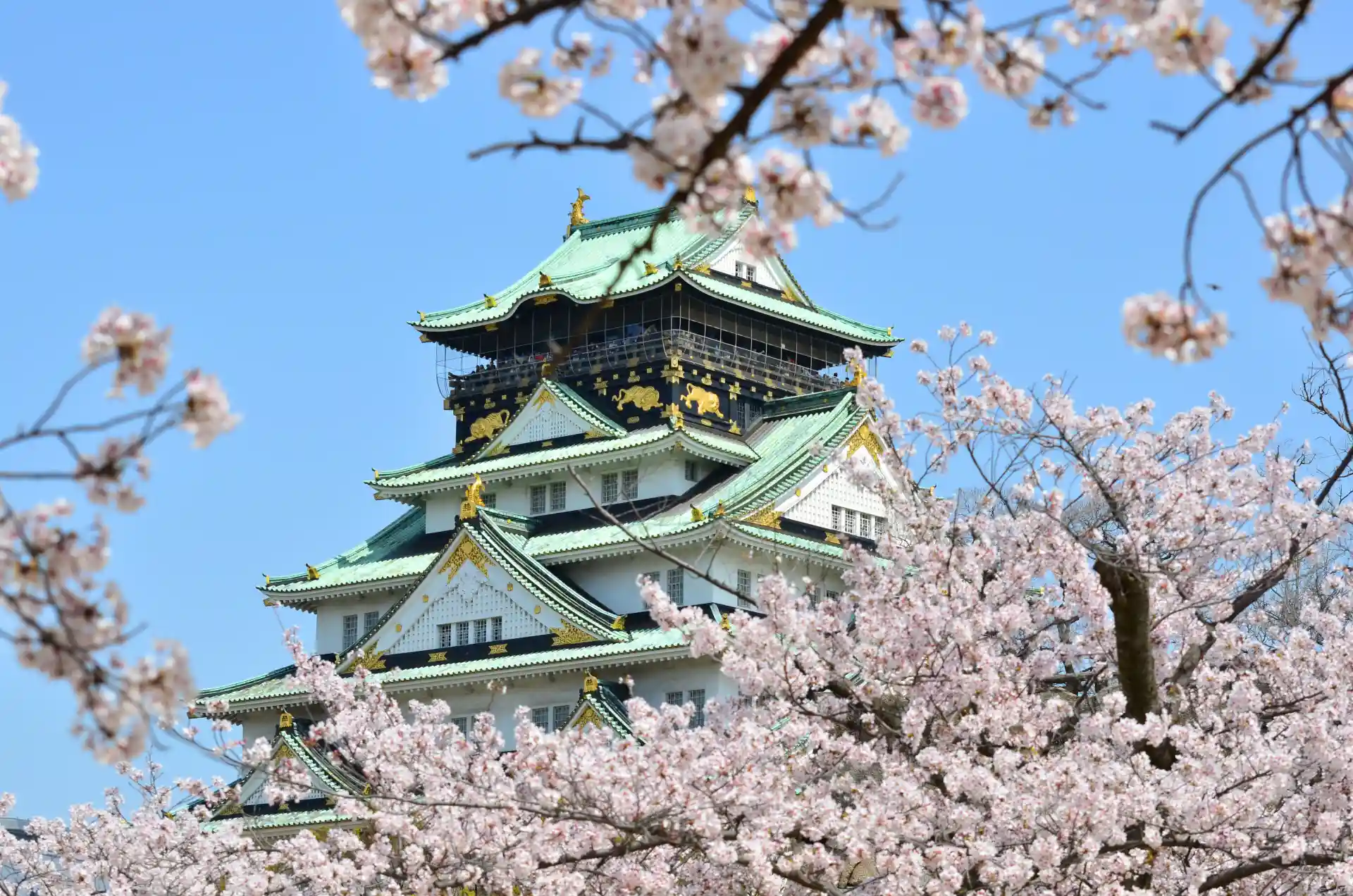 Cherry blossoms in bloom around Osaka Castle, showing sakura trees framing the historic castle during spring sightseeing