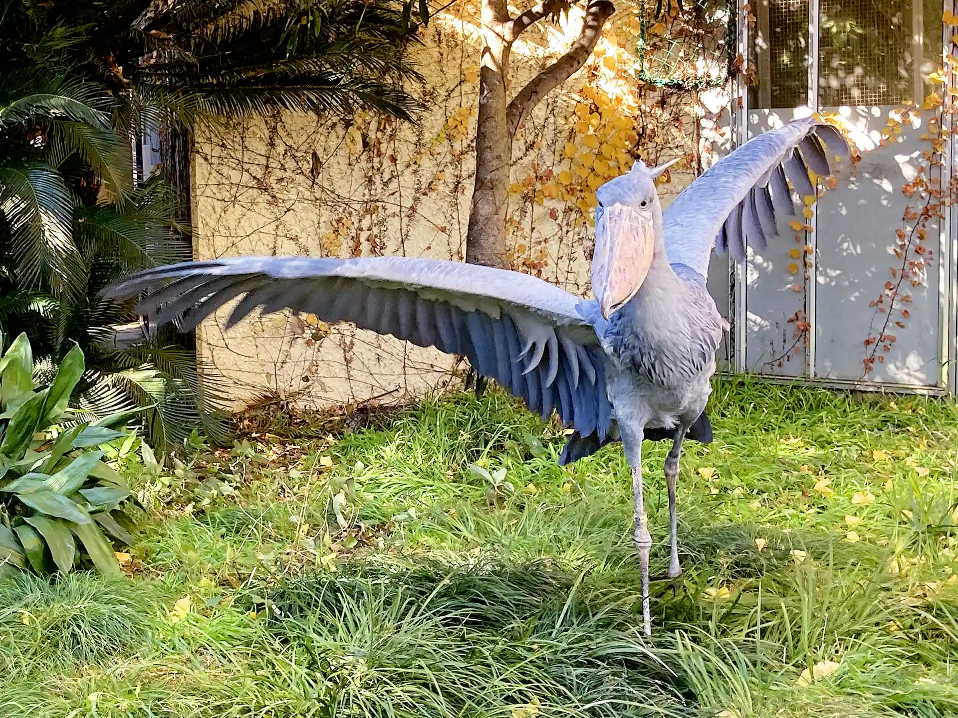Shoebill bird at Ueno Zoo standing with wings spread in a grassy enclosure