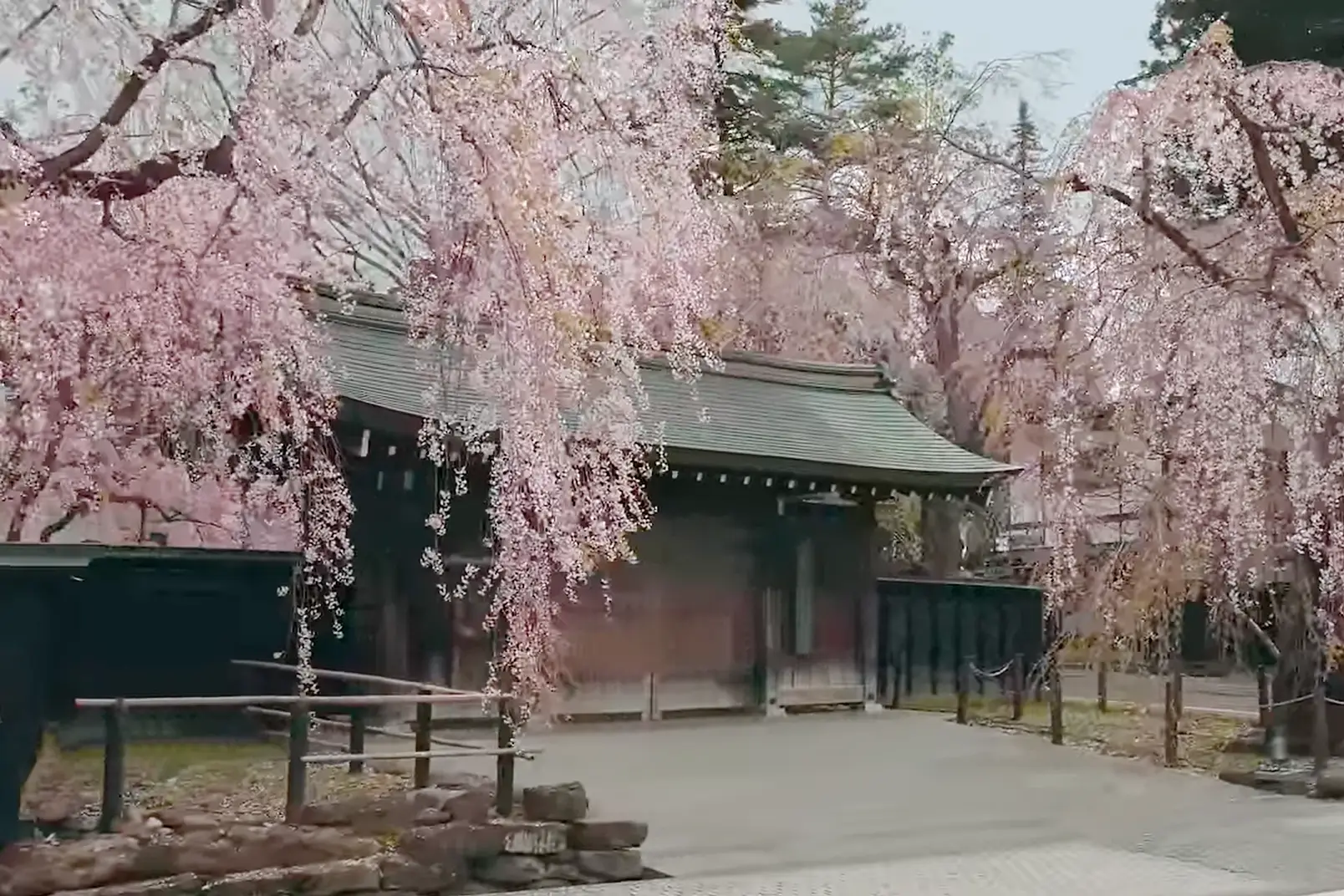 Weeping cherry blossoms in Kakunodate’s samurai district, with traditional wooden houses in Akita, Japan