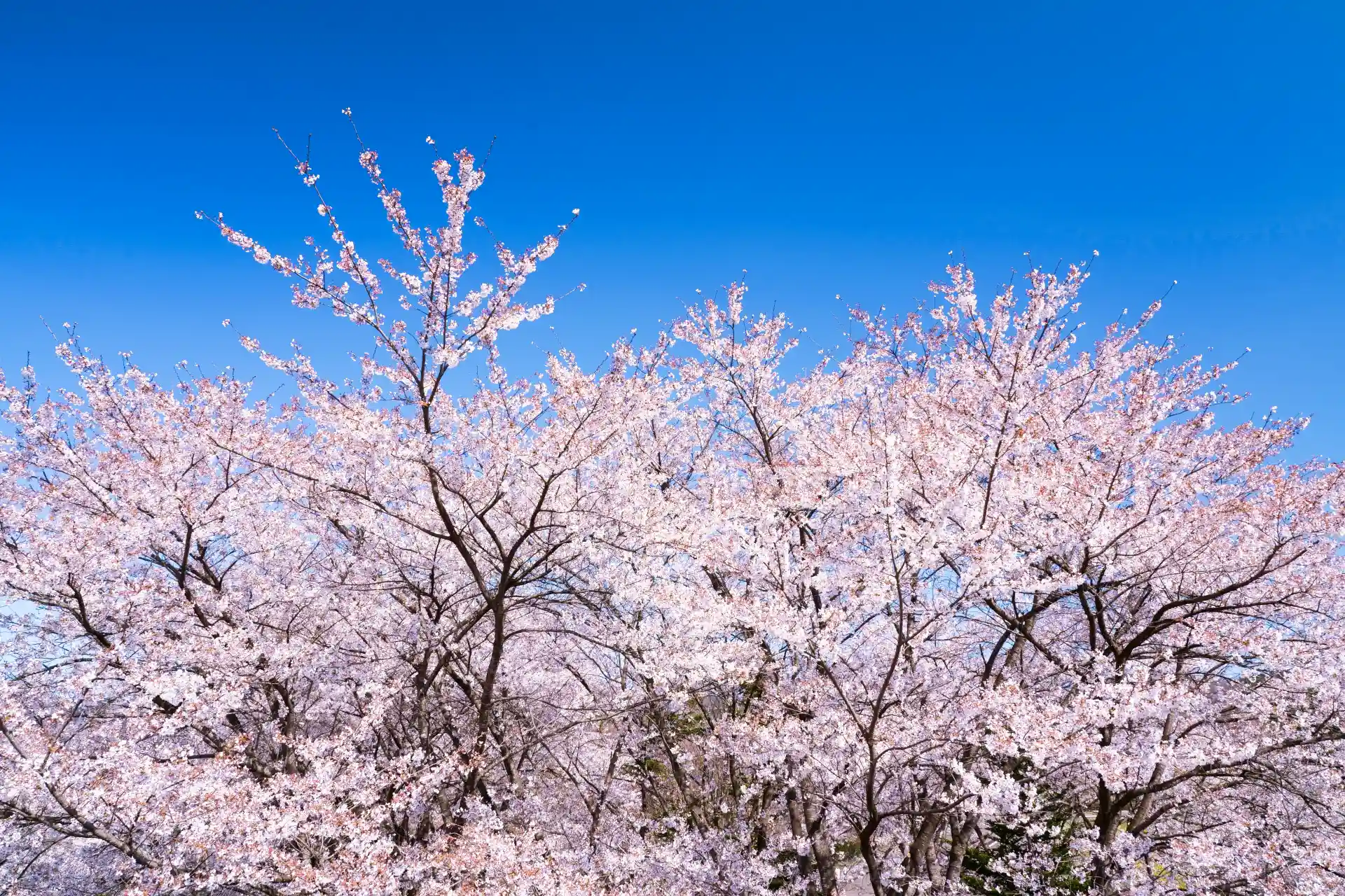 Cherry blossom trees in full bloom under a clear blue sky in Japan, showing peak sakura season for spring travel