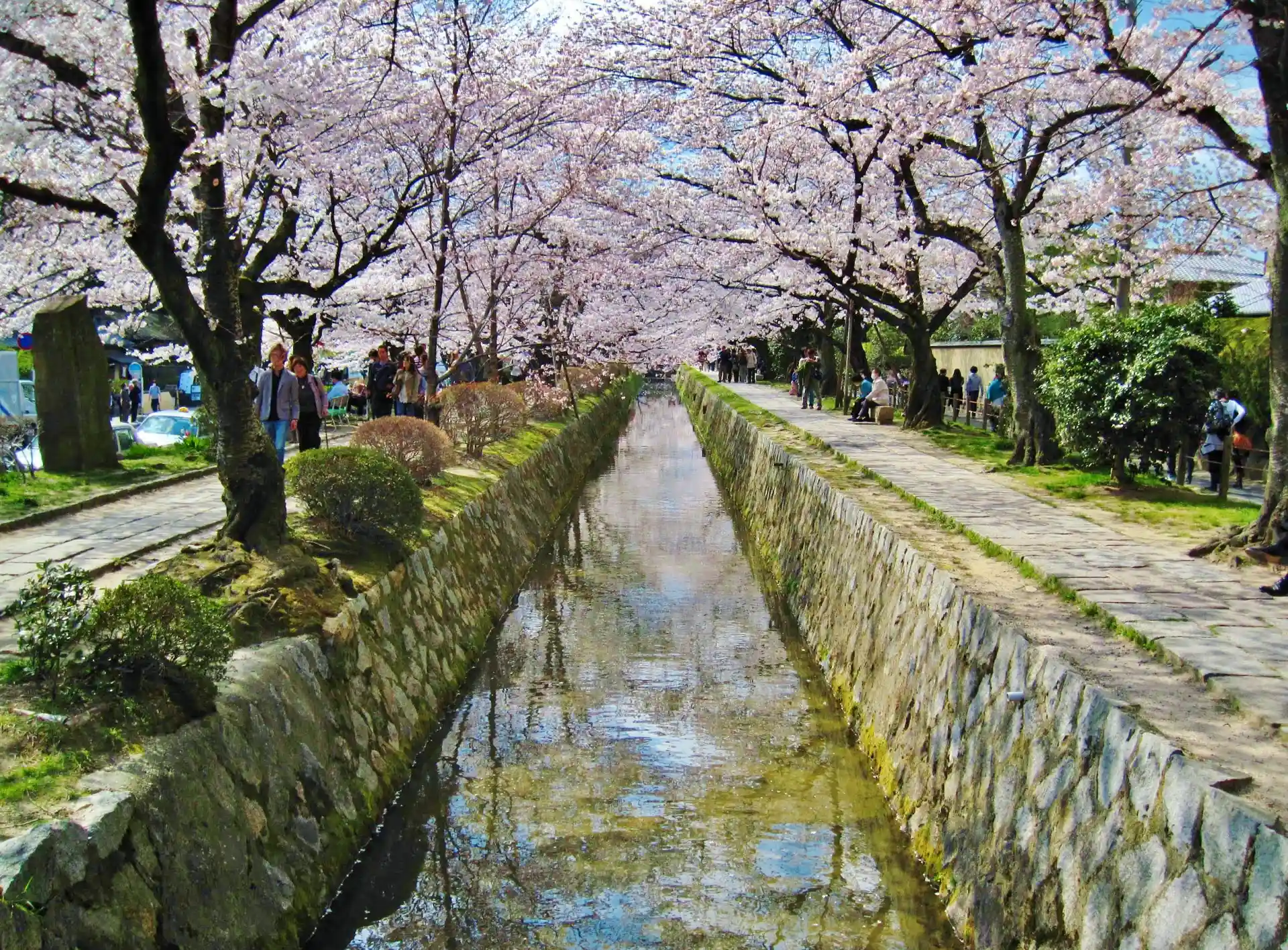 Cherry blossom trees in full bloom along the Philosopher’s Path in Kyoto, showing a popular walking route beside the canal
