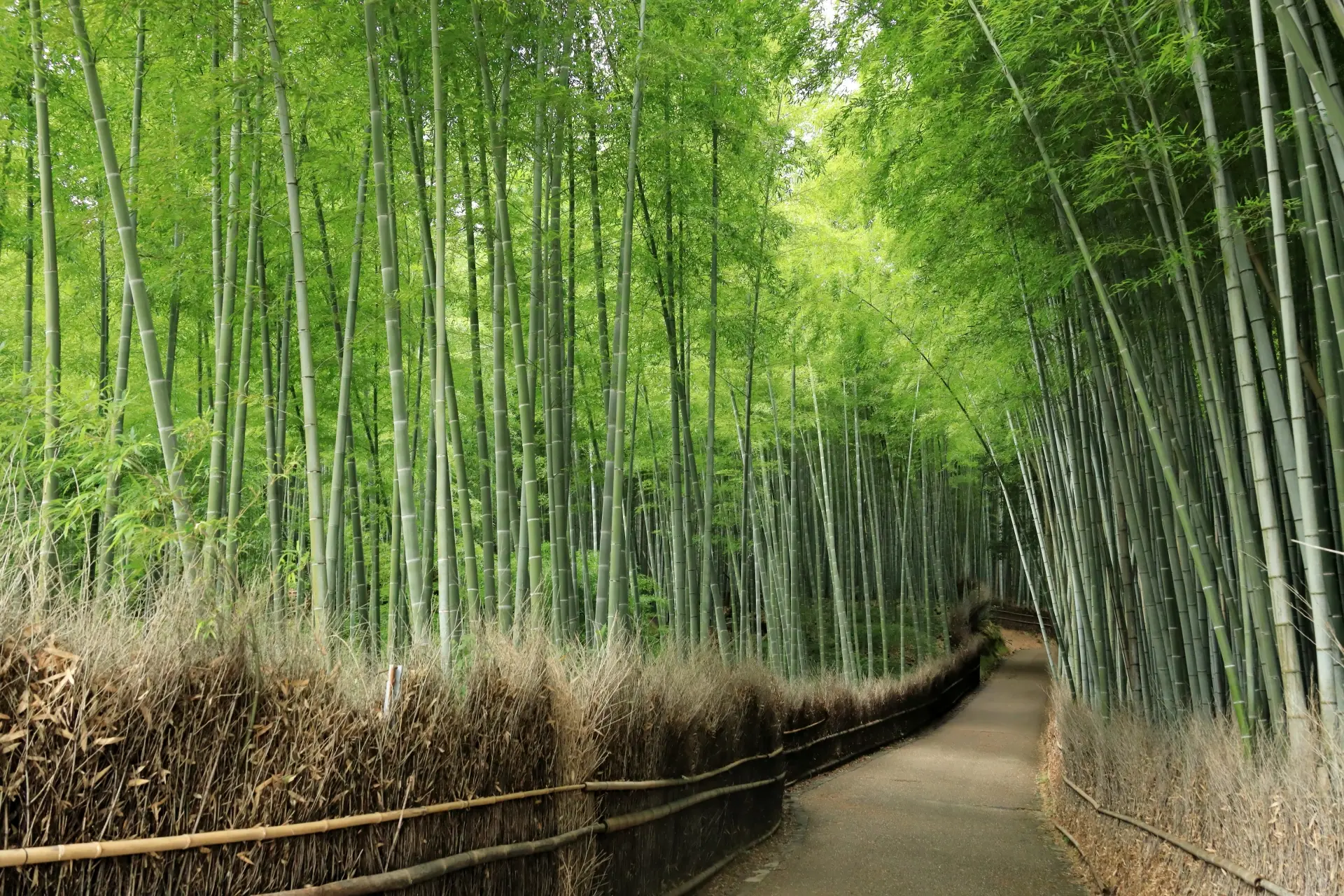 Serene walking path through the Arashiyama Bamboo Grove in Kyoto