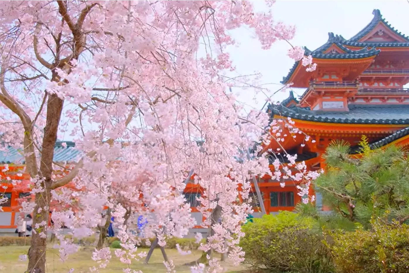 Weeping cherry blossoms blooming in the garden of Heian Shrine in Kyoto, showing sakura viewing at a historic shrine site