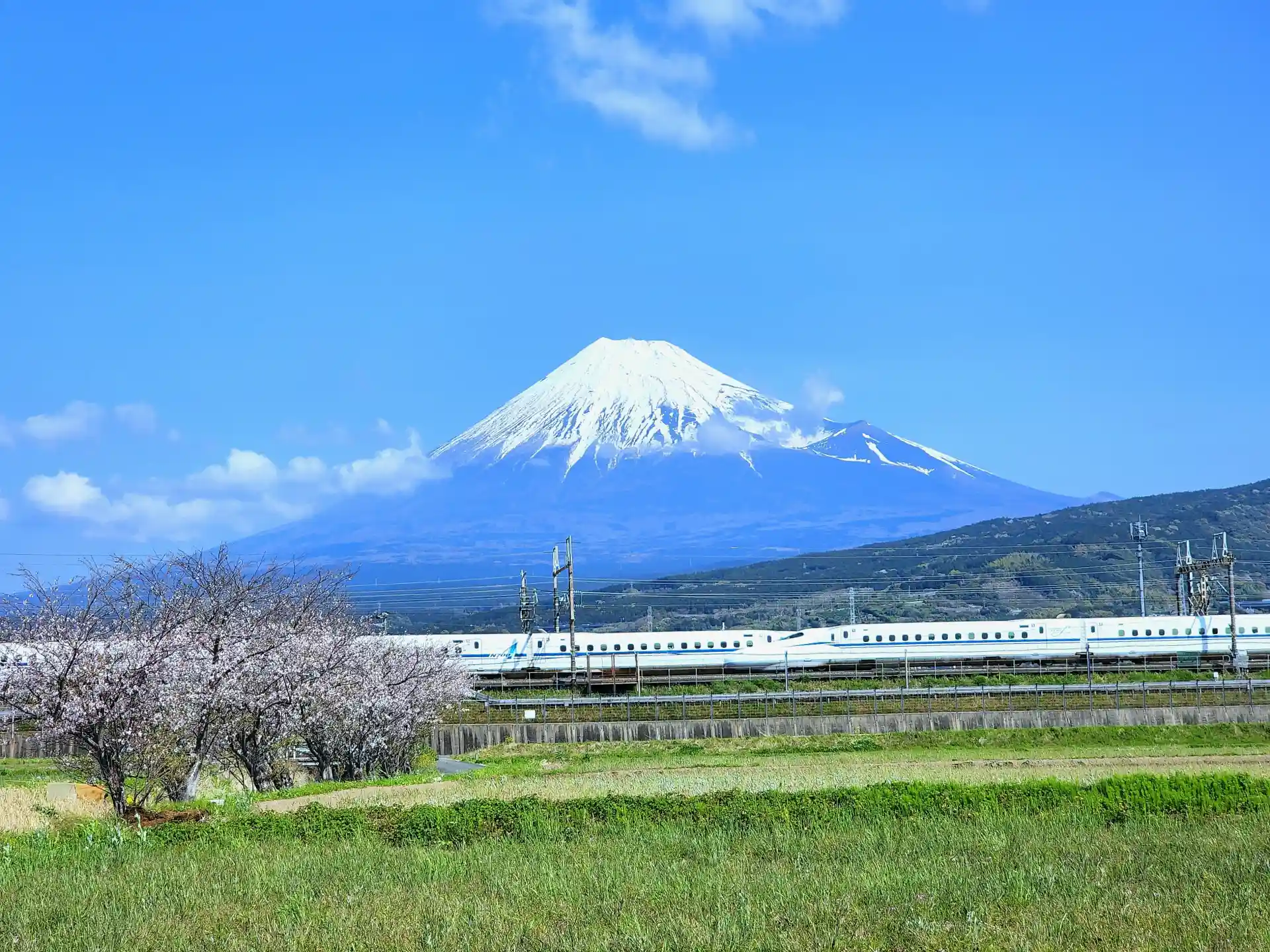 Shinkansen passing through the countryside during cherry blossom season with Mount Fuji in the background