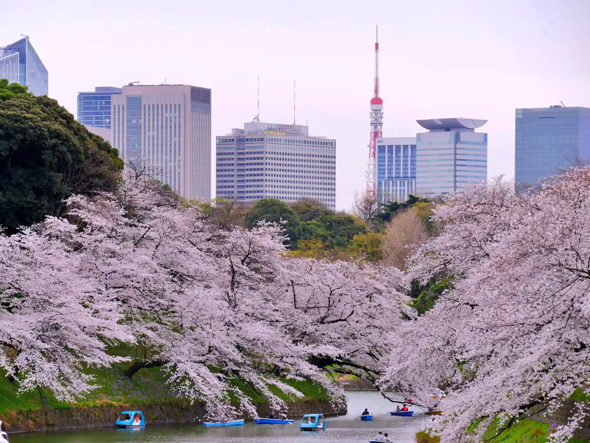 Cherry blossom trees in full bloom at Chidorigafuchi in Chiyoda, with visitors rowing boats along the moat during spring