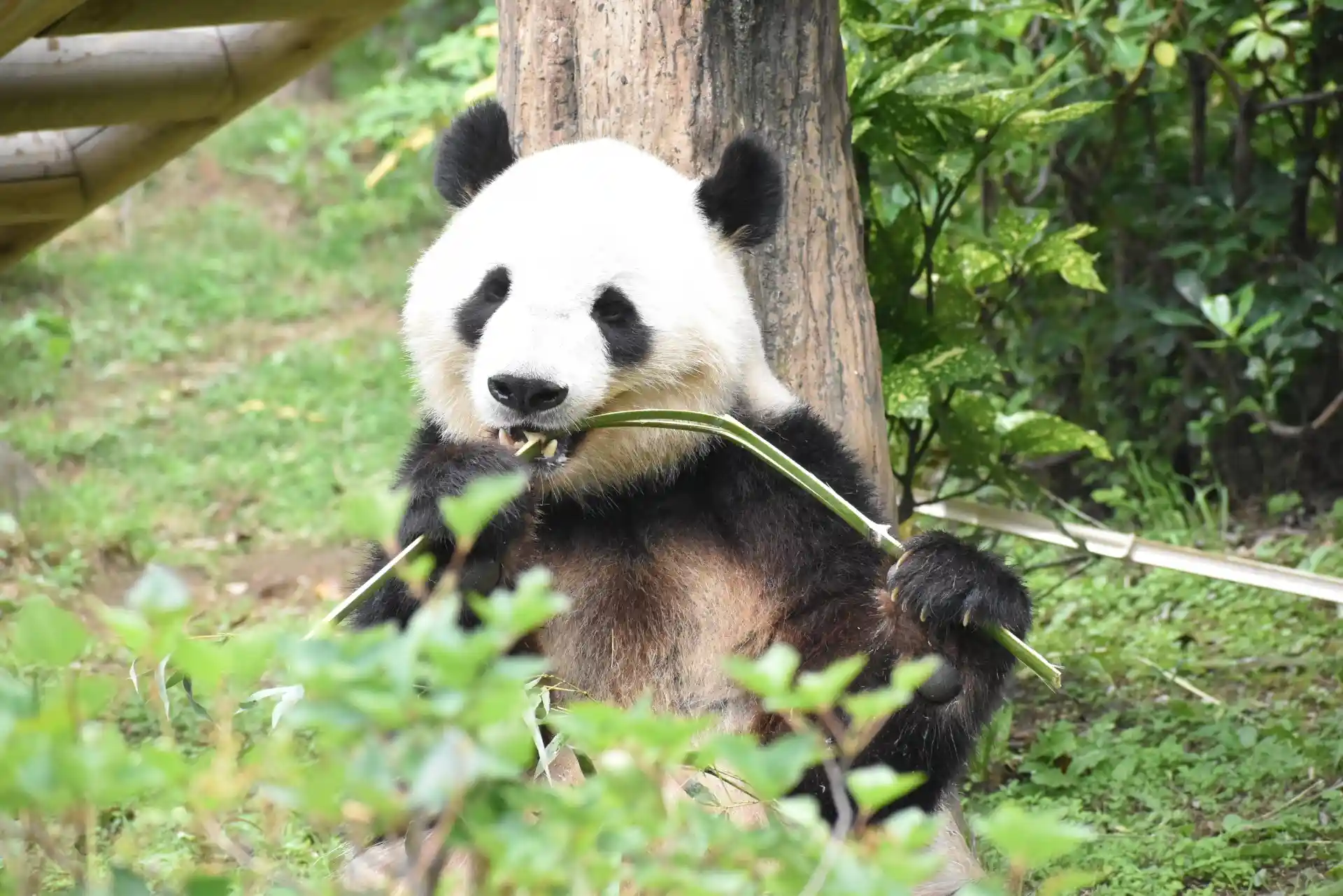 Famous Ueno Zoo giant panda enjoying bamboo in Tokyo