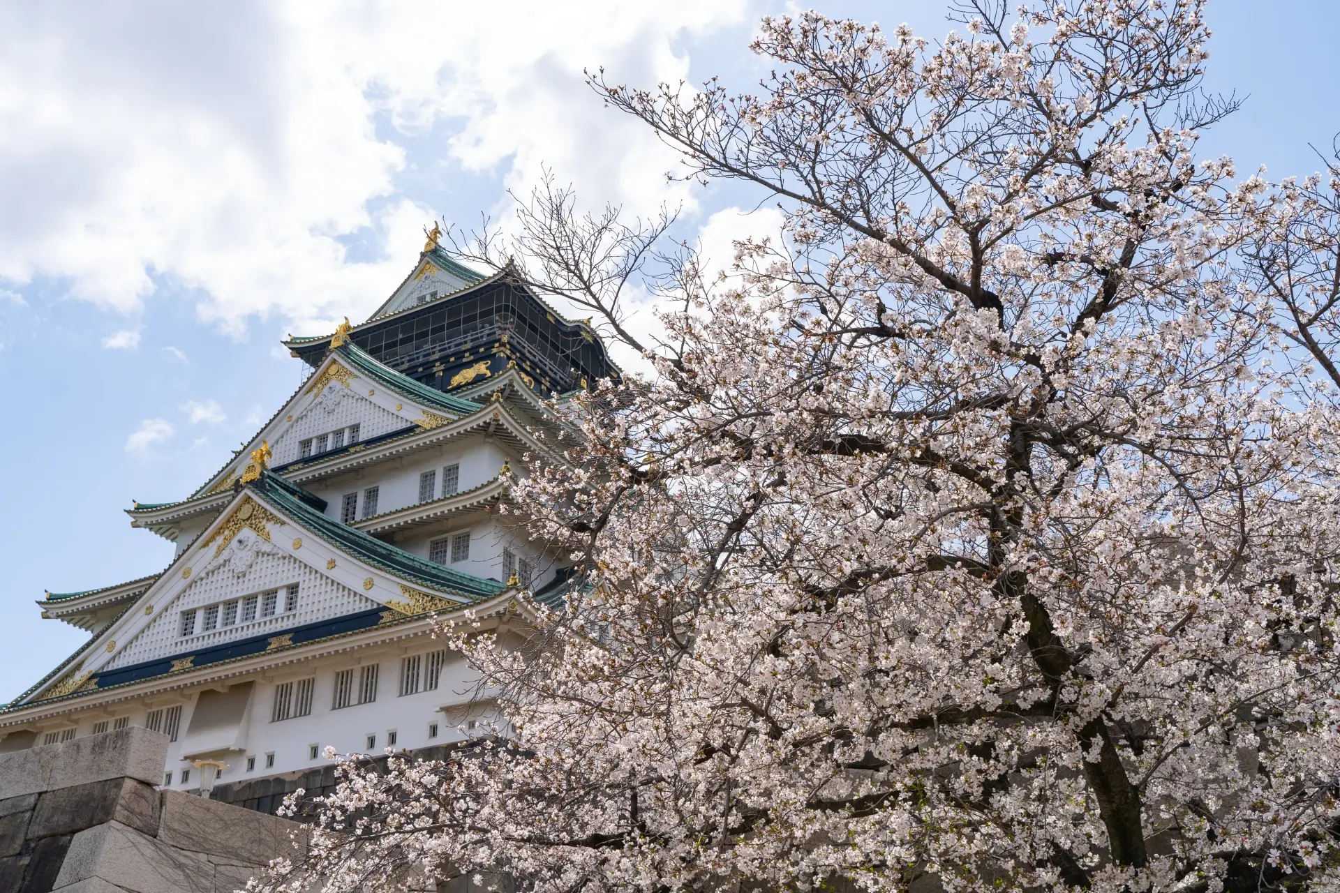 Osaka Castle with cherry blossoms in full bloom during spring, a must-visit hanami spot in Osaka