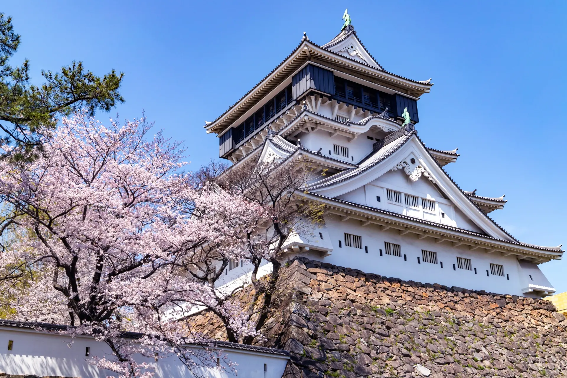 Kokura Castle with cherry blossoms in full bloom