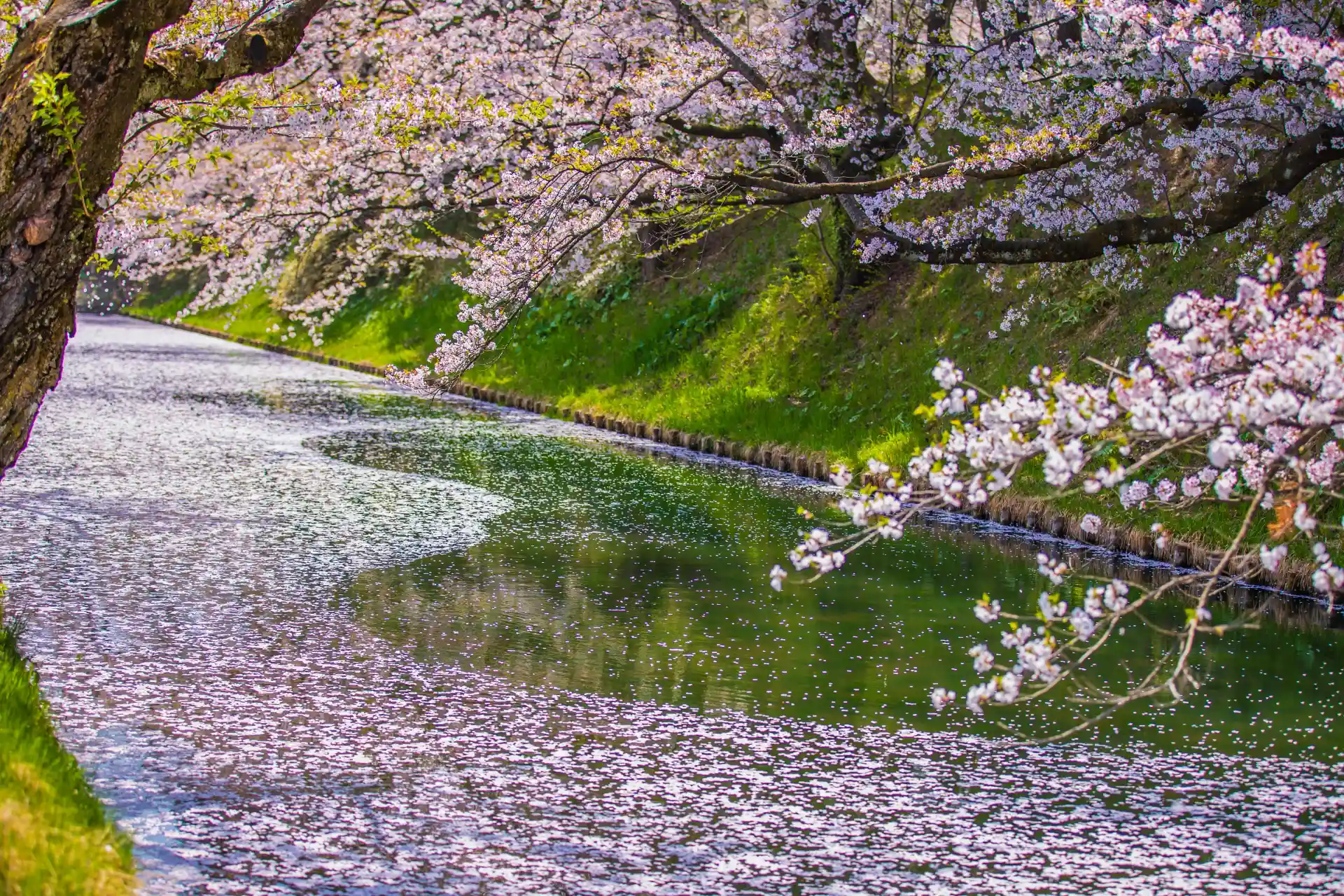 Spring view of Hirosaki Park where fallen sakura petals form a flower raft on the calm water