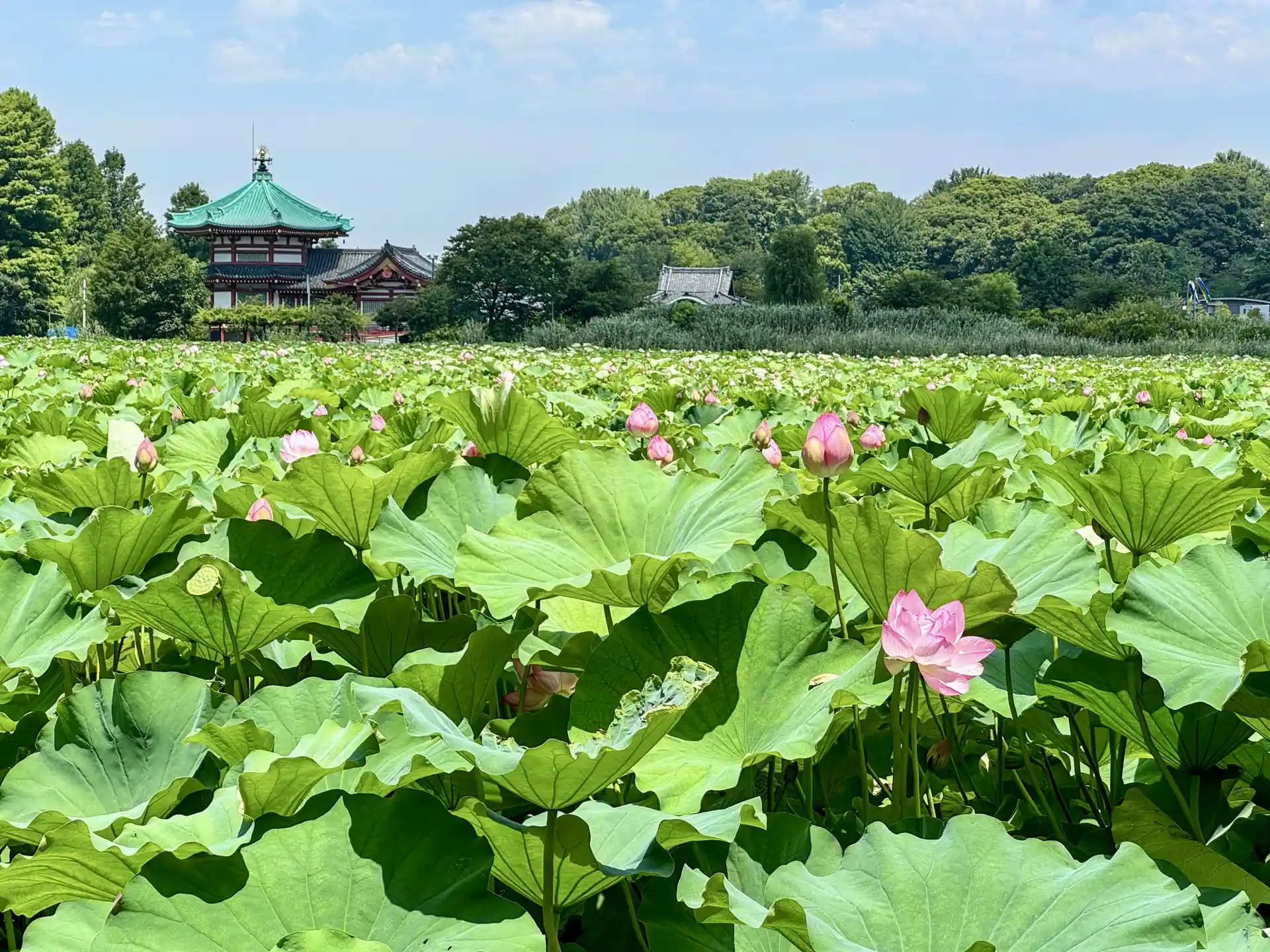 Ueno Park’s Shinobazu Pond filled with lotus flowers and surrounded by greenery