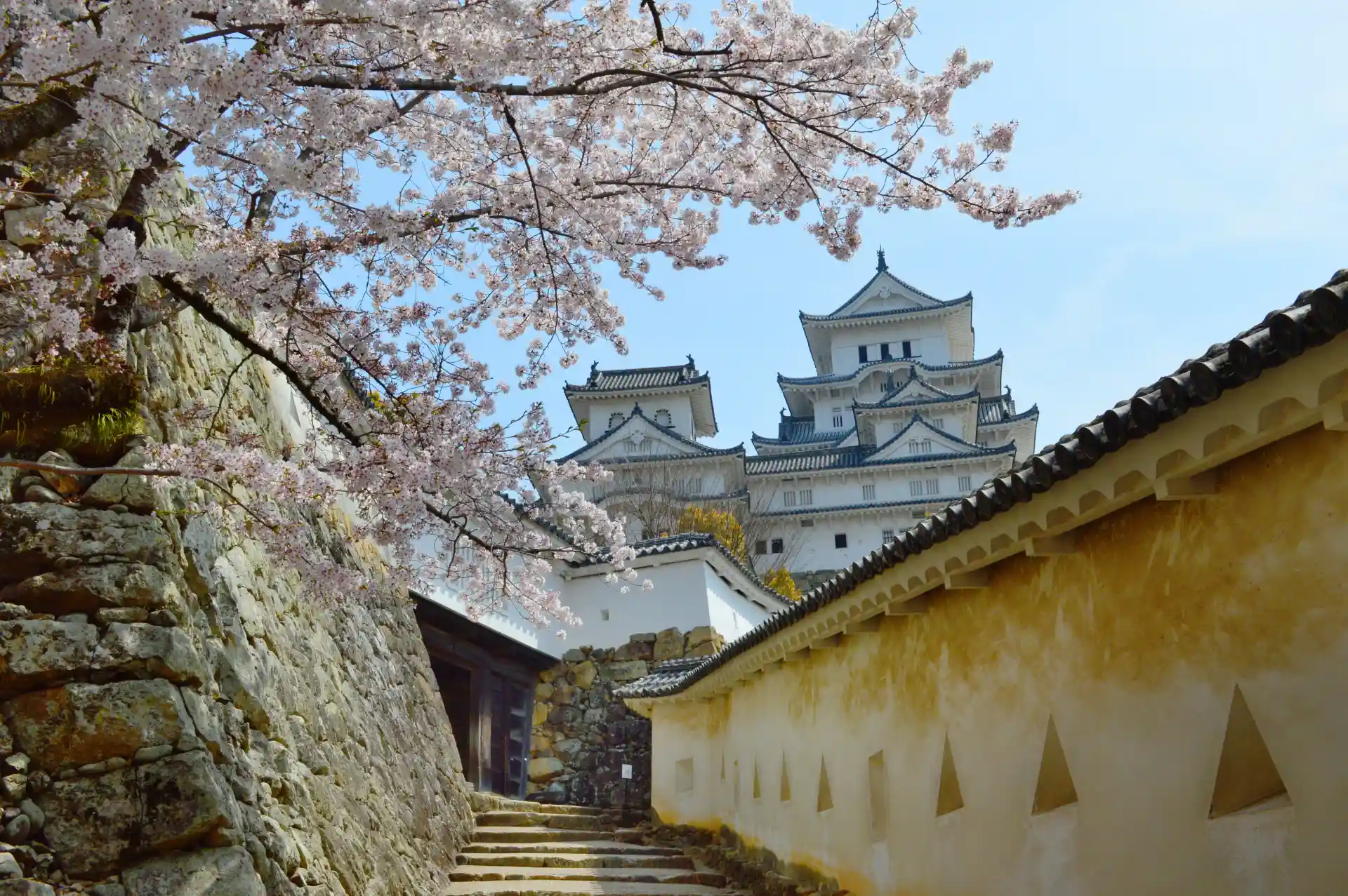 Cherry blossoms around Himeji Castle in spring, showing the white castle of a UNESCO World Heritage site