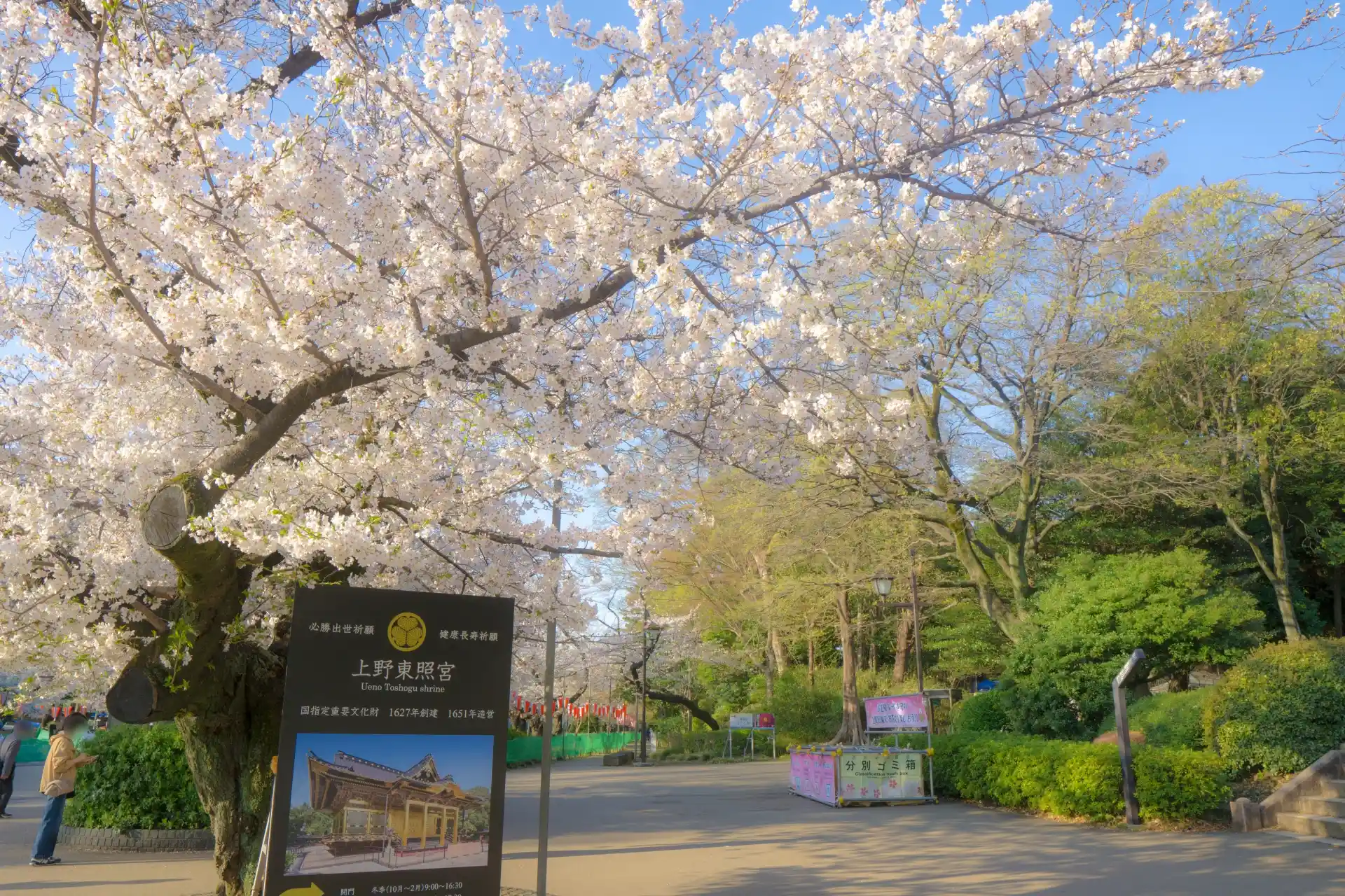 Cherry blossoms in full bloom at Ueno Park during spring in Tokyo