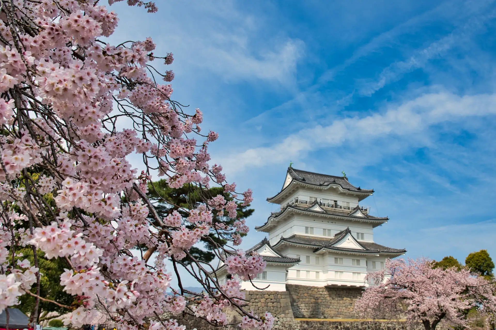 Historic Odawara Castle surrounded by sakura trees during cherry blossom season