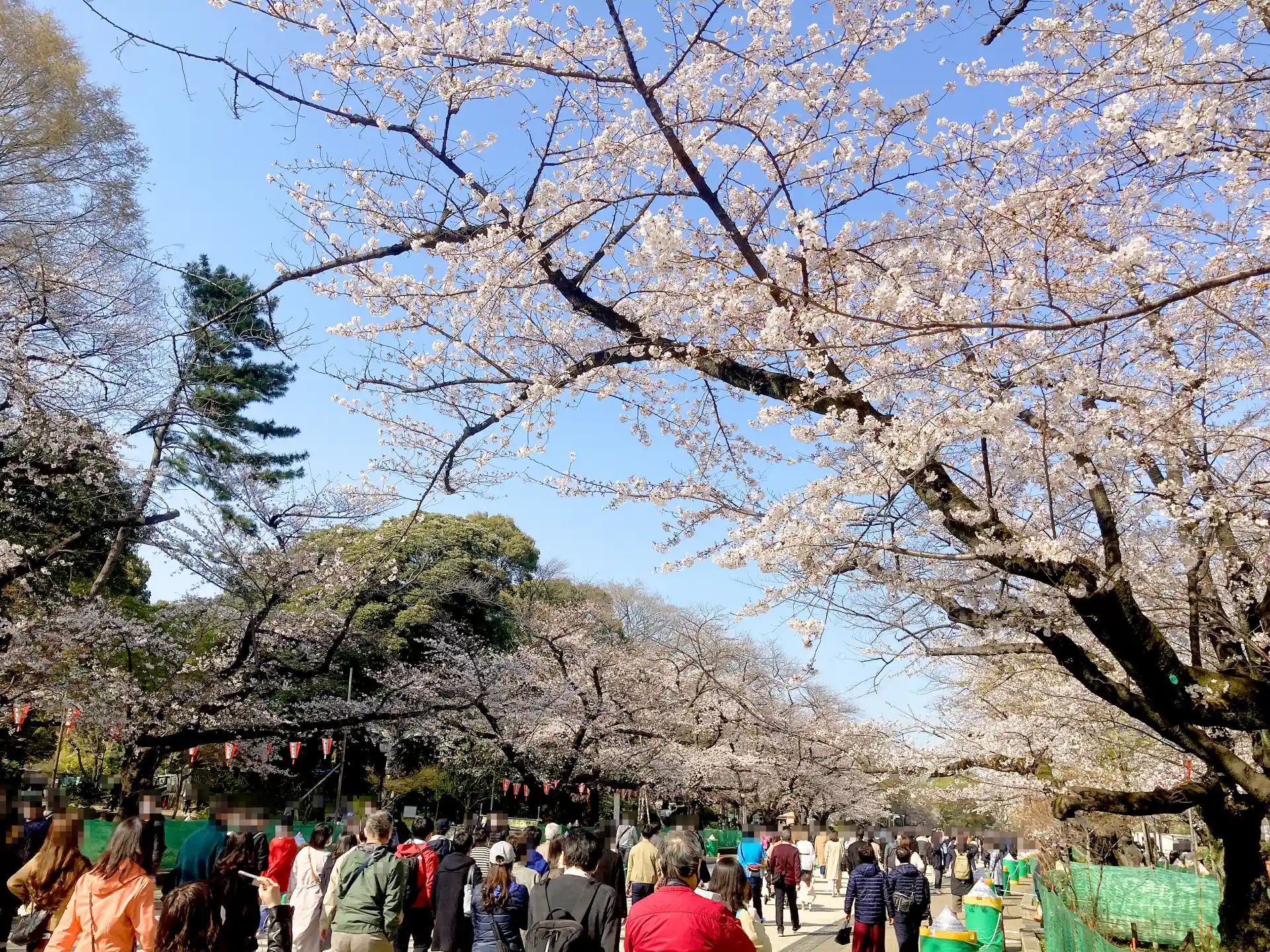 Cherry blossoms in full bloom along a crowded walkway at Ueno Park in Tokyo during peak sakura season