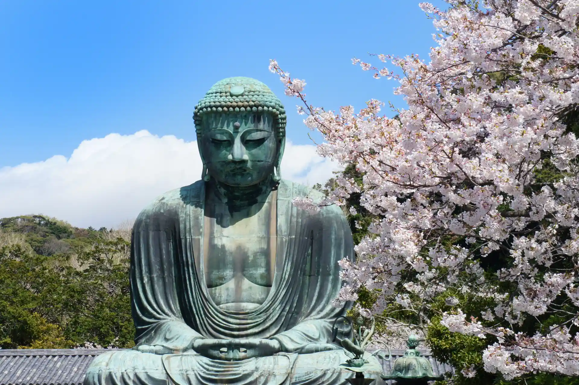 The Great Buddha of Kamakura with cherry blossoms in full bloom under a clear spring sky