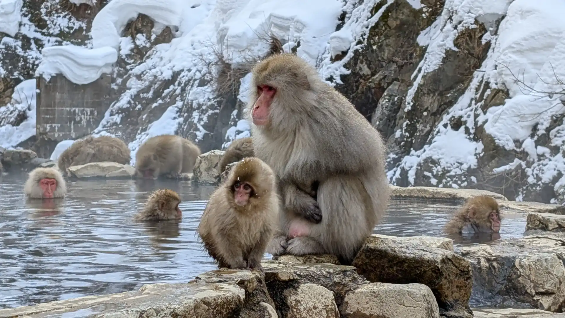 Japanese snow monkeys relaxing in a hot spring at Jigokudani Yaen Koen in Nagano
