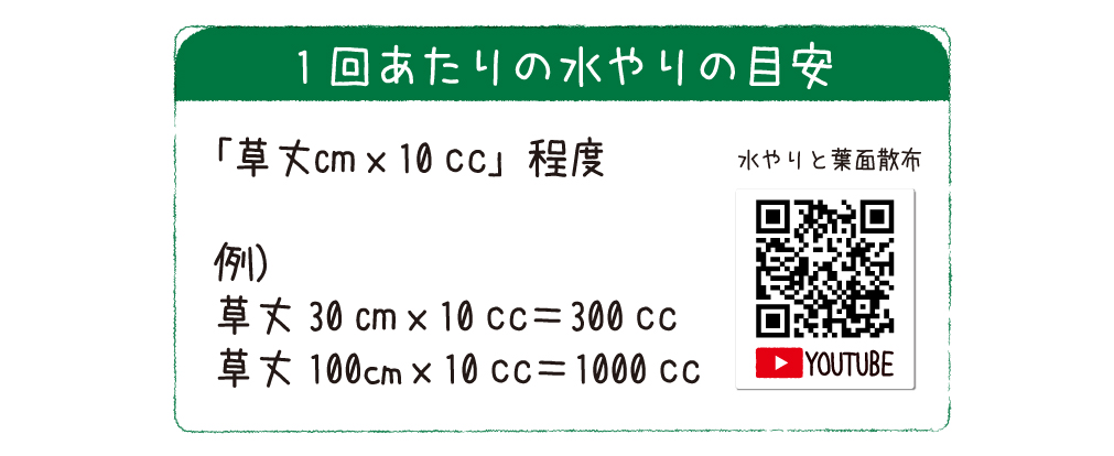 トマトの水やりの目安