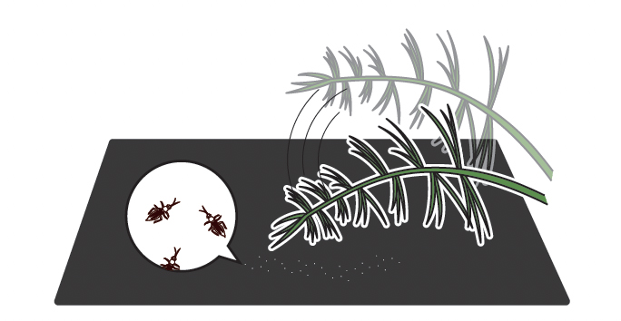 アスパラガスの定植前半（3〜5月） | 青空トマト学園