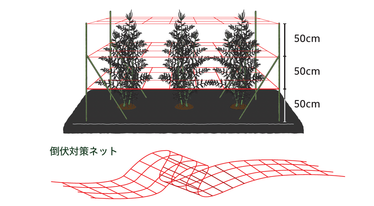 アスパラガスの定植前半（3〜5月） | 青空トマト学園