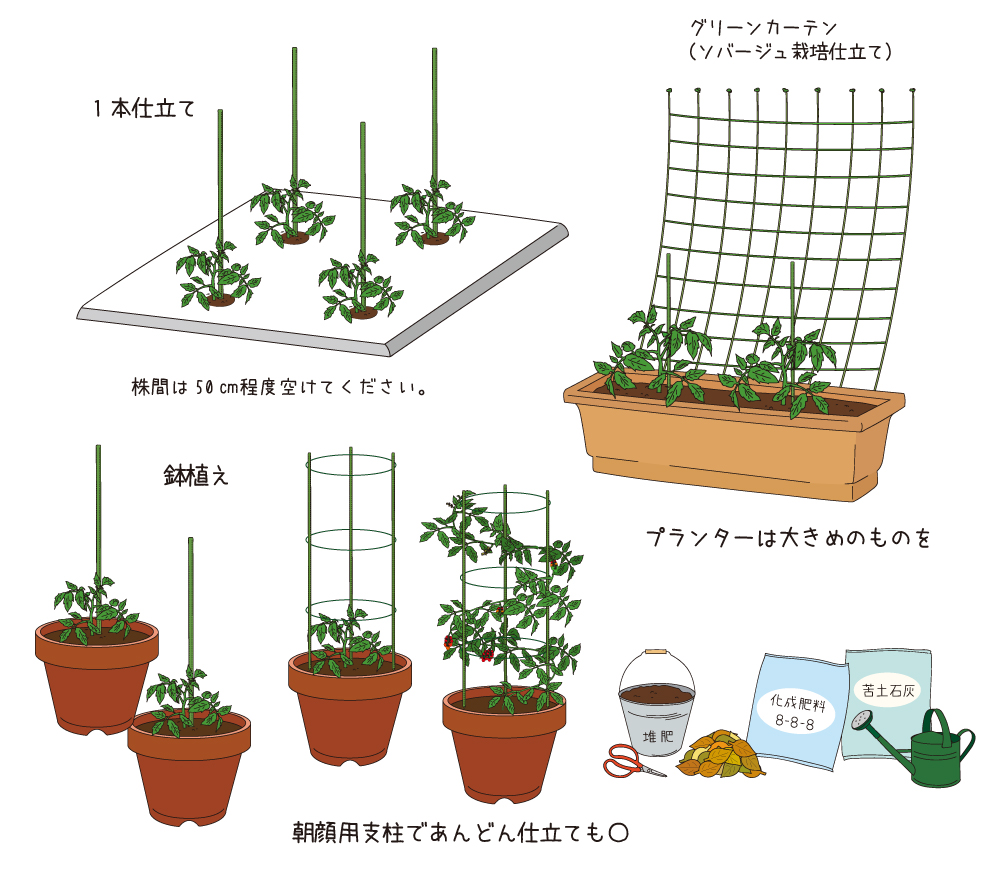 トマトの育て方/栽培準備〜土づくりと畝立て・仕立て方 | 青空 トマトの育て方/栽培準備〜土づくりと畝立て・仕立て方 | 青空