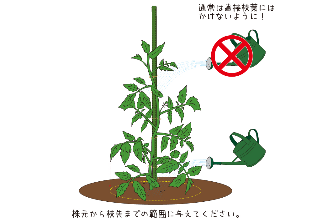 トマトの育て方／苗の到着〜定植・水やり・葉面散布 | 青空トマト学園