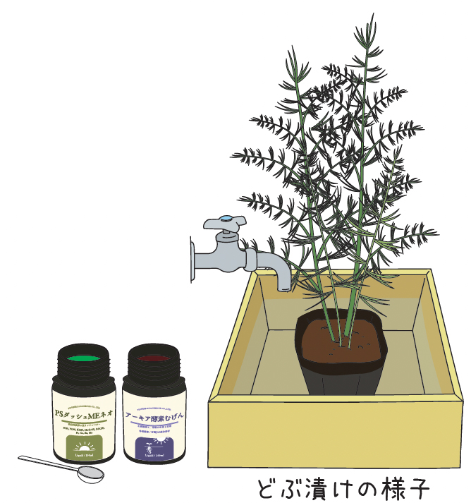 アスパラガスの苗が到着したら／定植 | 青空トマト学園