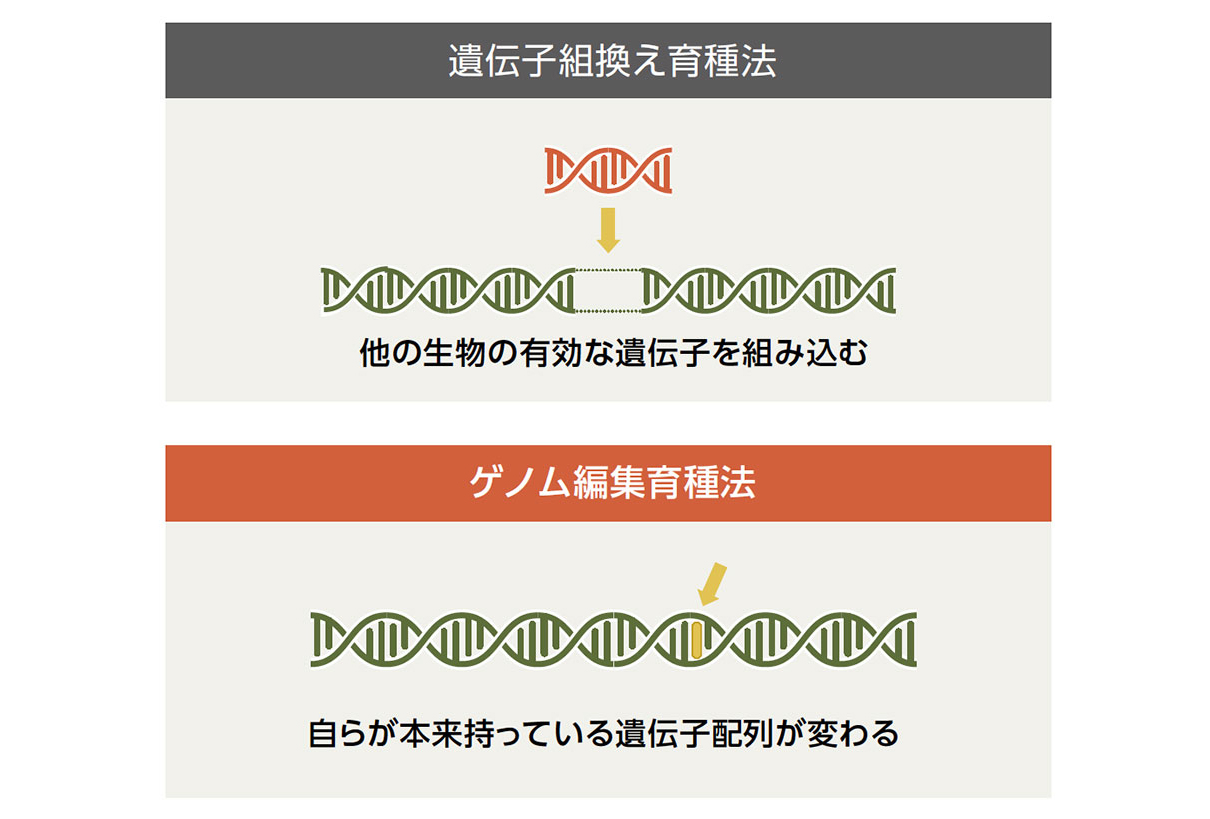 遺伝子組み換え育種法とゲノム編集育種法の違い