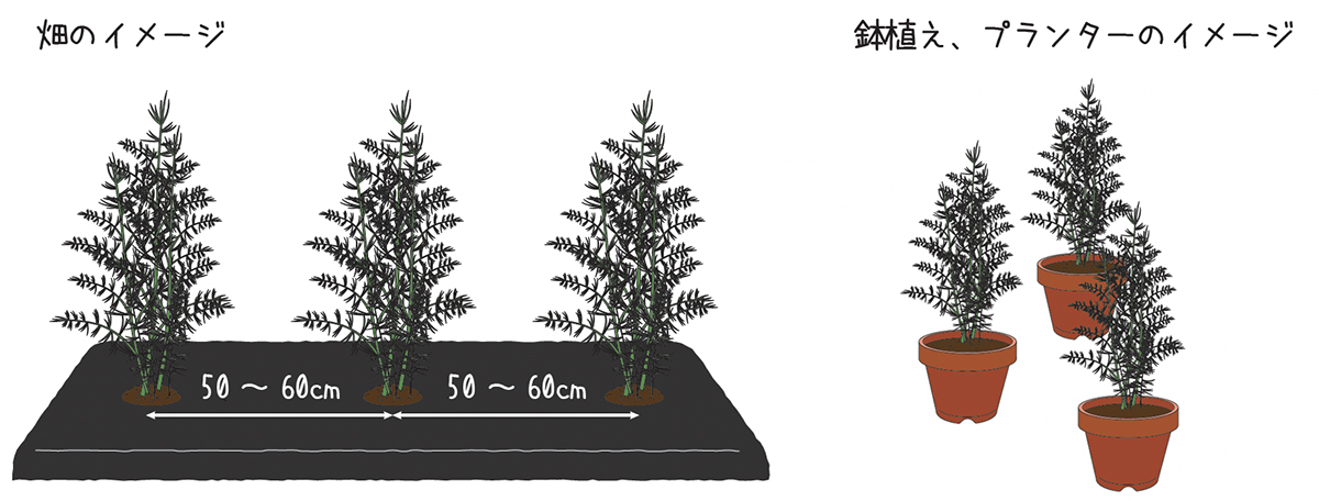 アスパラガスの苗が到着したら／定植 | 青空トマト学園
