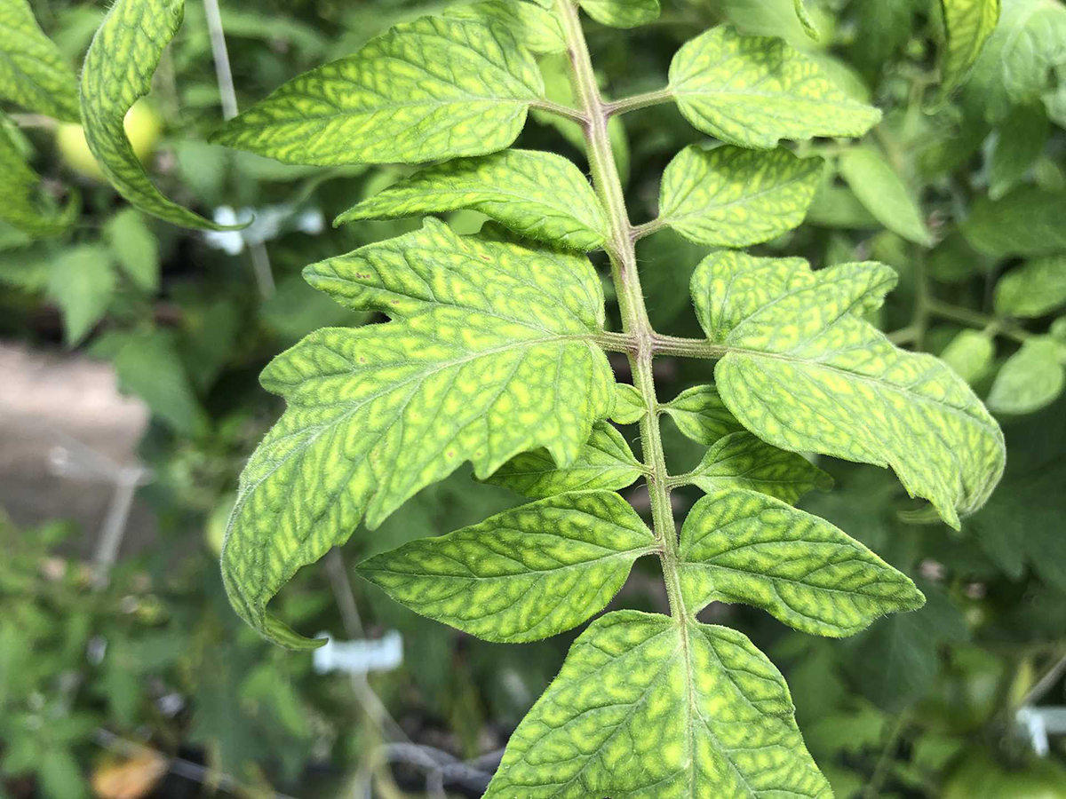 マラカイト♡葉っぱの形♡No.2050 ☆ハワイアン雑貨☆トロピカルリーフ コースター／斑入り リアル葉っぱ